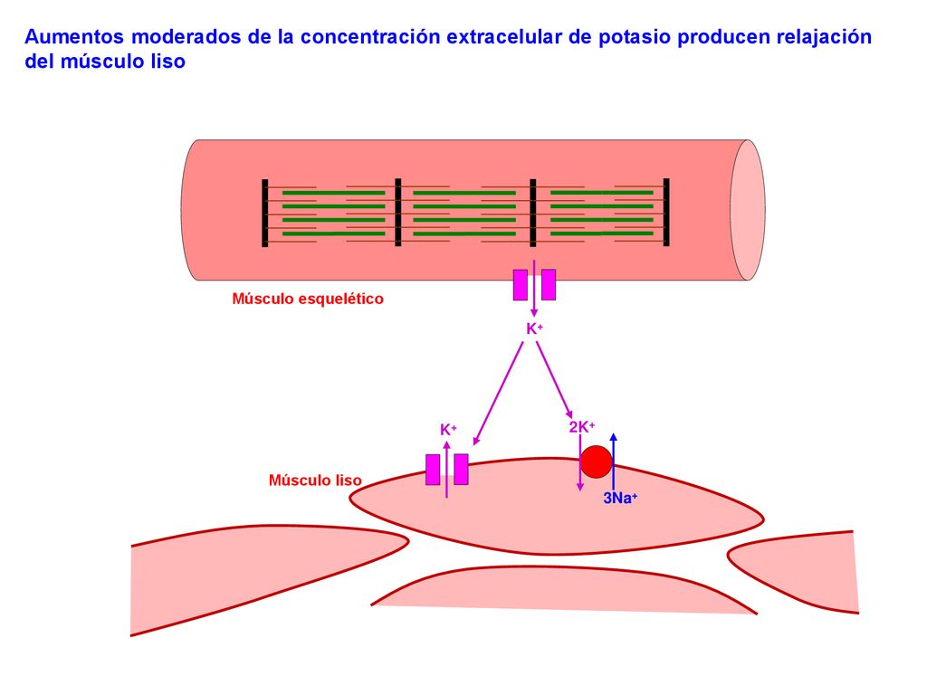 Aumentos moderados de la concentración extracelular de potasio producen relajación del músculo liso