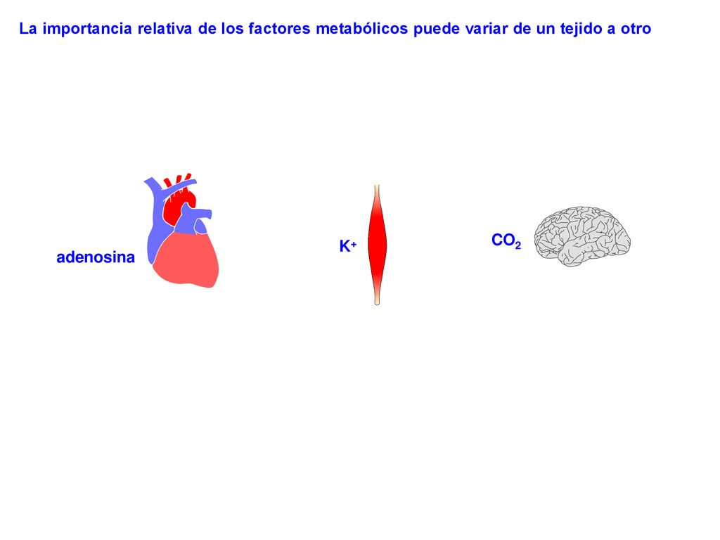 La importancia relativa de los factores metabólicos puede variar de un tejido a otro