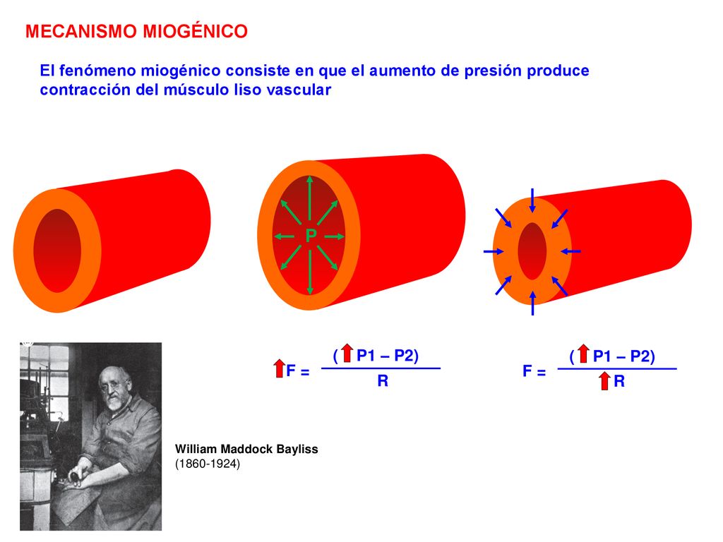 MECANISMO MIOGÉNICO El fenómeno miogénico consiste en que el aumento de presión produce contracción del músculo liso vascular.