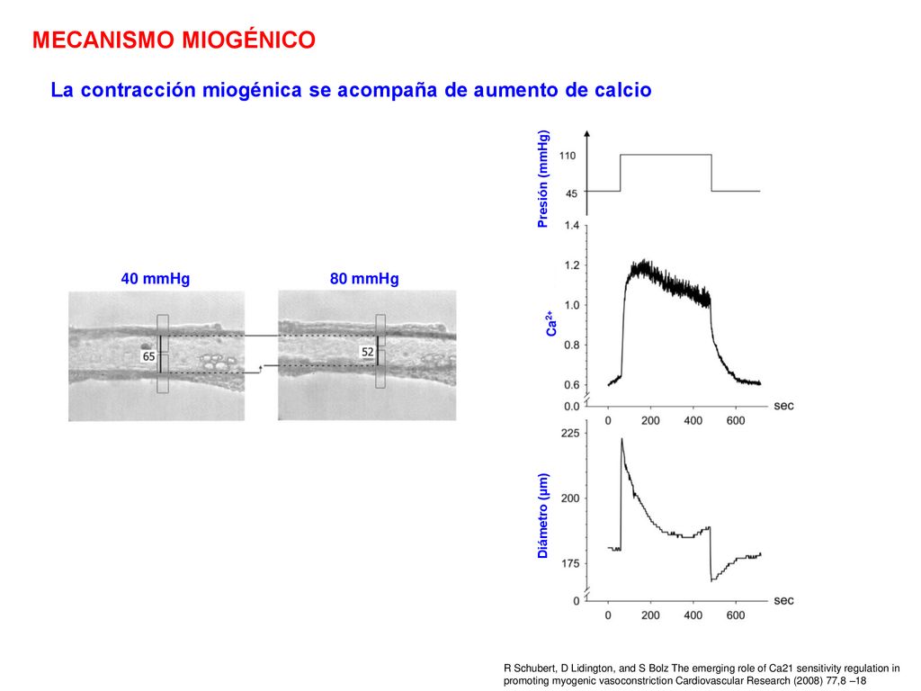 MECANISMO MIOGÉNICO La contracción miogénica se acompaña de aumento de calcio. Presión (mmHg) 40 mmHg.