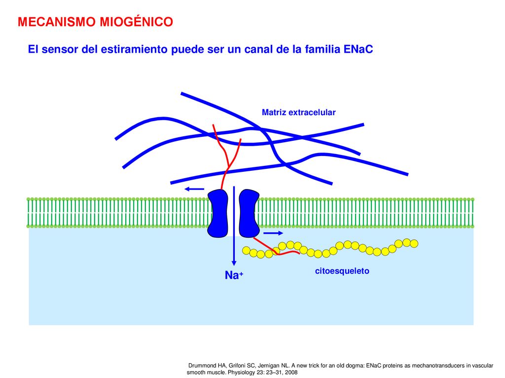 MECANISMO MIOGÉNICO El sensor del estiramiento puede ser un canal de la familia ENaC. Matriz extracelular.