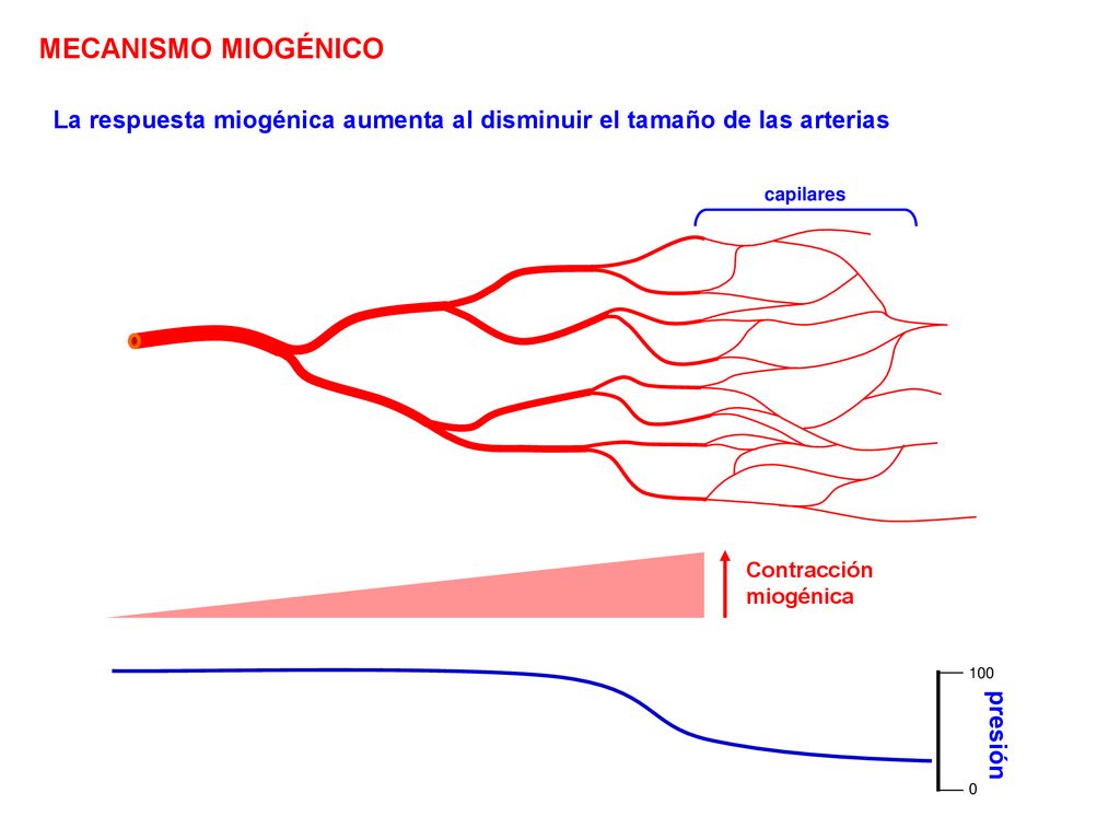 MECANISMO MIOGÉNICO La respuesta miogénica aumenta al disminuir el tamaño de las arterias. capilares.