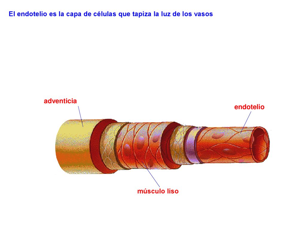 ISQUEMIA REPERFUSIÓN El endotelio es la capa de células que tapiza la luz de los vasos. adventicia.