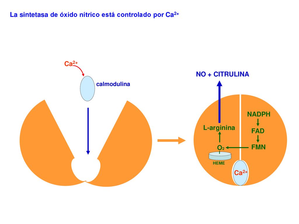 La sintetasa de óxido nítrico está controlado por Ca2+