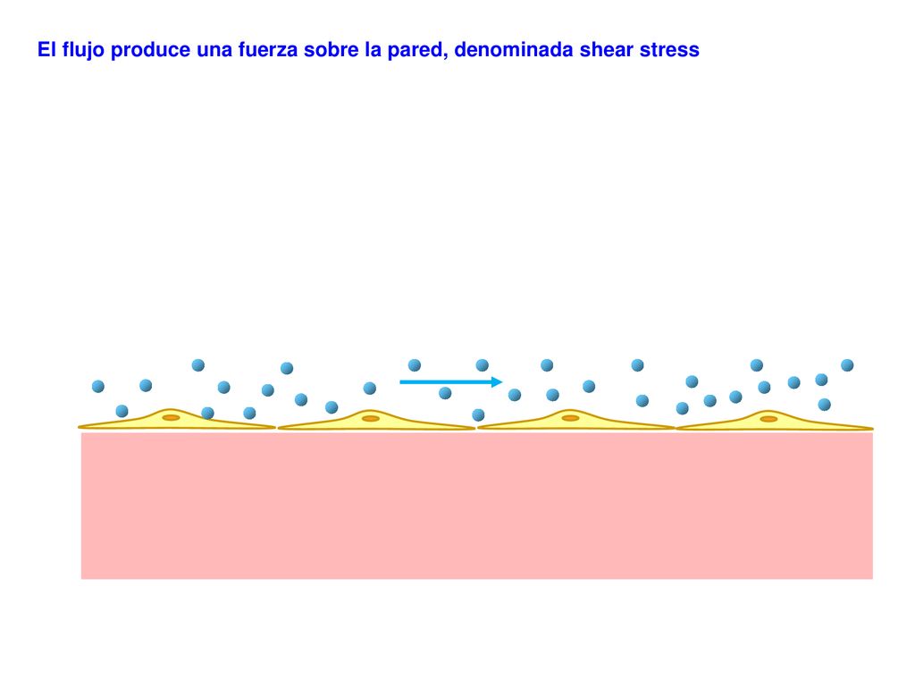 El flujo produce una fuerza sobre la pared, denominada shear stress