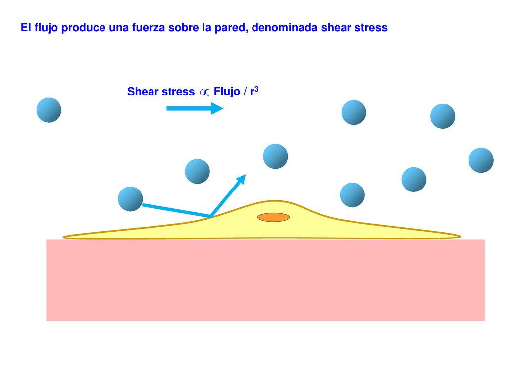 ∞ El flujo produce una fuerza sobre la pared, denominada shear stress