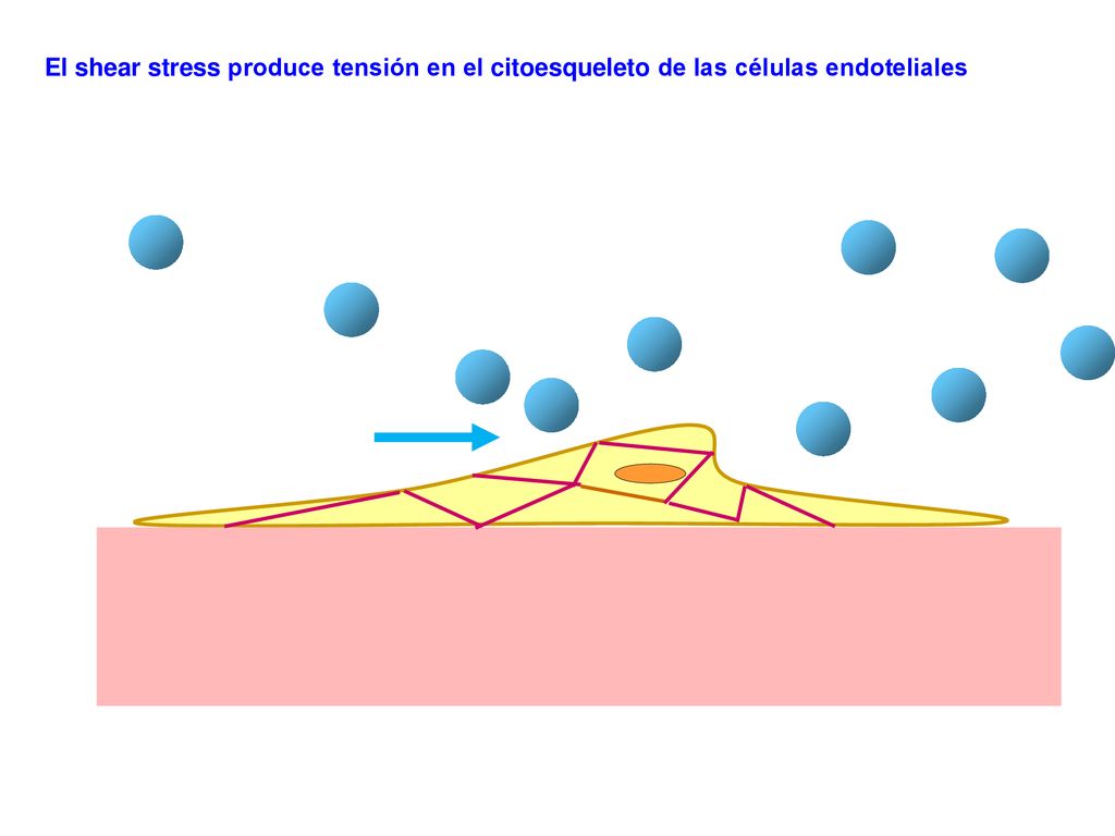 El shear stress produce tensión en el citoesqueleto de las células endoteliales