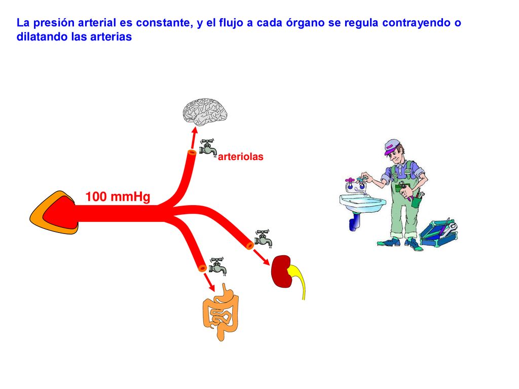 La presión arterial es constante, y el flujo a cada órgano se regula contrayendo o dilatando las arterias