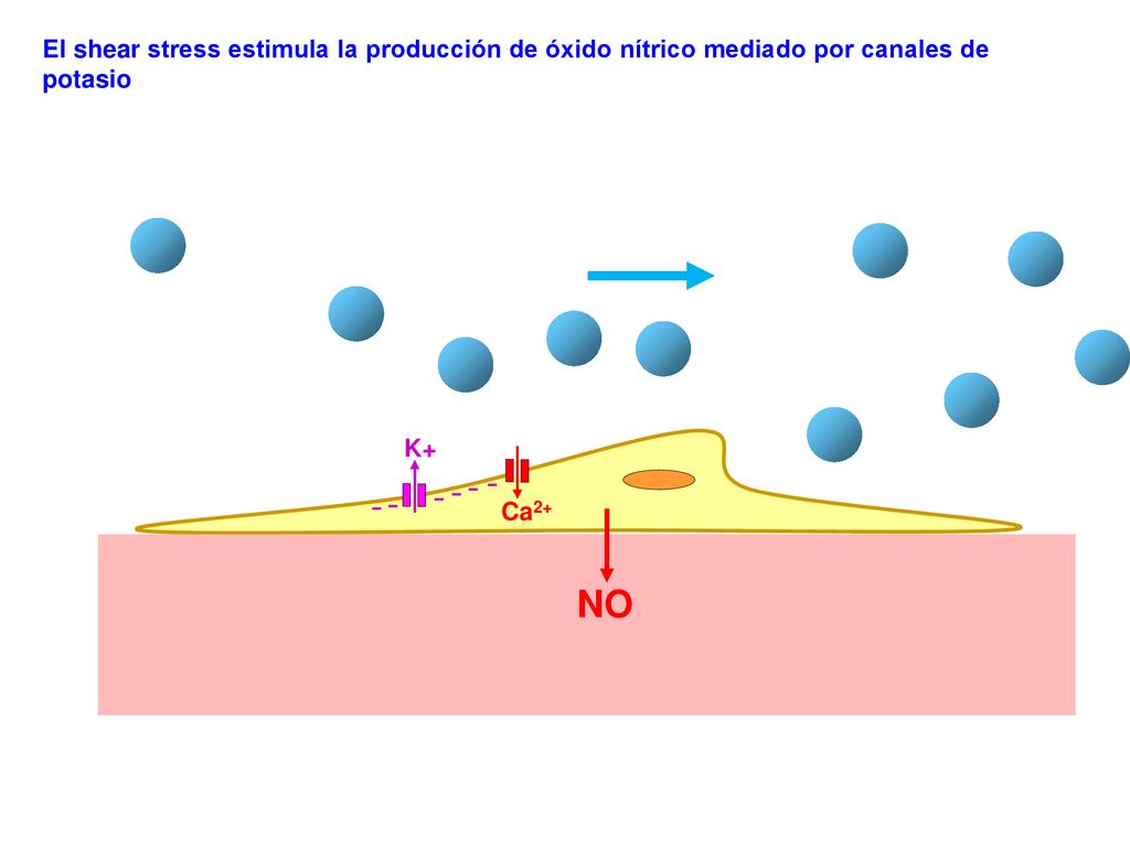 El shear stress estimula la producción de óxido nítrico mediado por canales de potasio