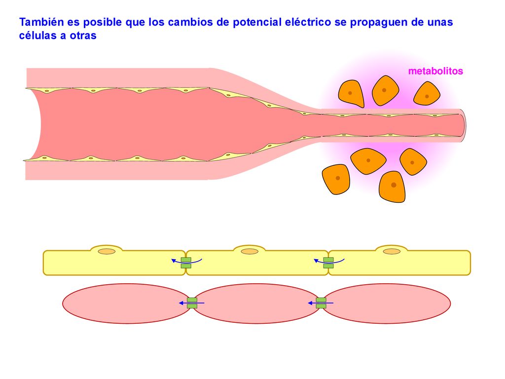 También es posible que los cambios de potencial eléctrico se propaguen de unas células a otras