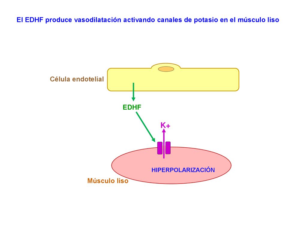 El EDHF produce vasodilatación activando canales de potasio en el músculo liso