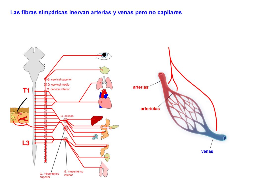 T1 L3 Las fibras simpáticas inervan arterias y venas pero no capilares
