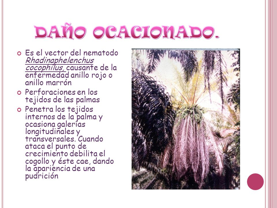 DAÑO OCACIONADO. Es el vector del nematodo Rhadinaphelenchus cocophilus, causante de la enfermedad anillo rojo o anillo marrón.