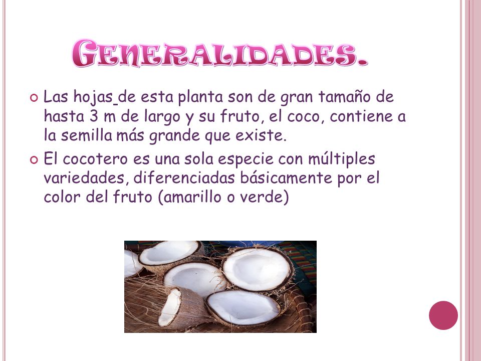 Generalidades. Las hojas de esta planta son de gran tamaño de hasta 3 m de largo y su fruto, el coco, contiene a la semilla más grande que existe.