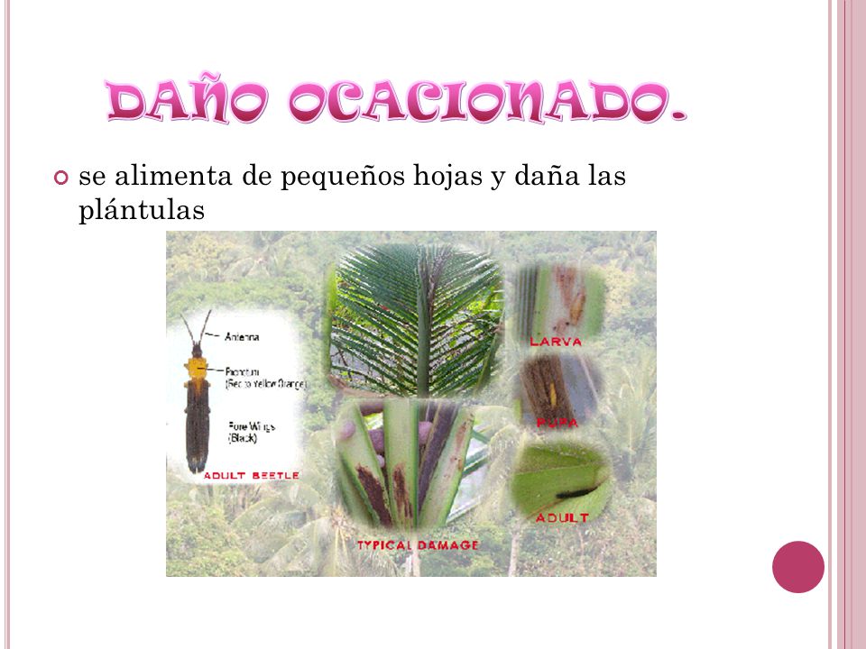 DAÑO OCACIONADO. se alimenta de pequeños hojas y daña las plántulas