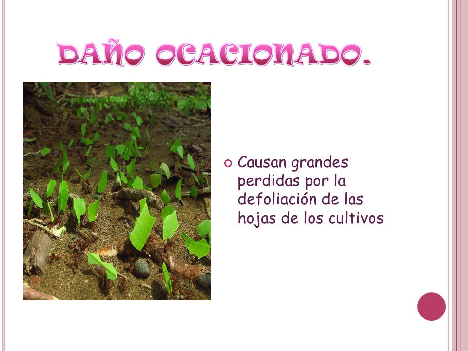 DAÑO OCACIONADO. Causan grandes perdidas por la defoliación de las hojas de los cultivos
