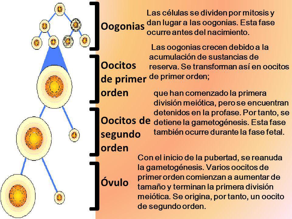 ] ] ] ] Oogonias Oocitos de primer orden Oocitos de segundo orden
