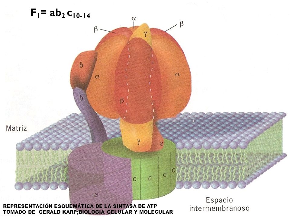 F1= ab2 c10-14 REPRESENTACIÓN ESQUEMÁTICA DE LA SINTASA DE ATP