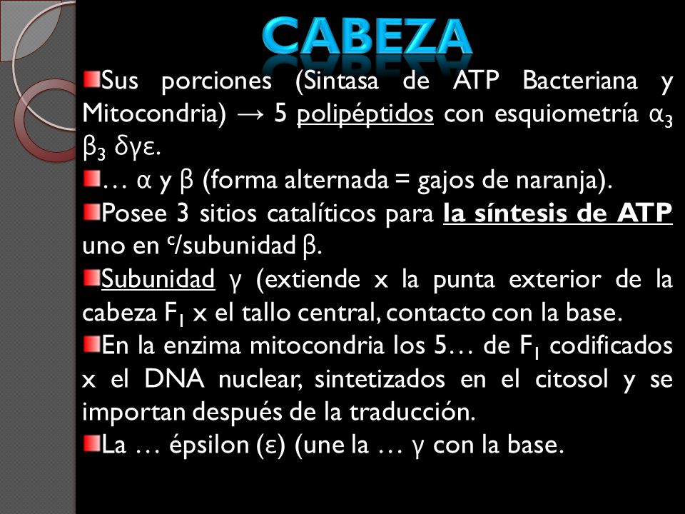 cabeza Sus porciones (Sintasa de ATP Bacteriana y Mitocondria) → 5 polipéptidos con esquiometría α3 β3 δγε.