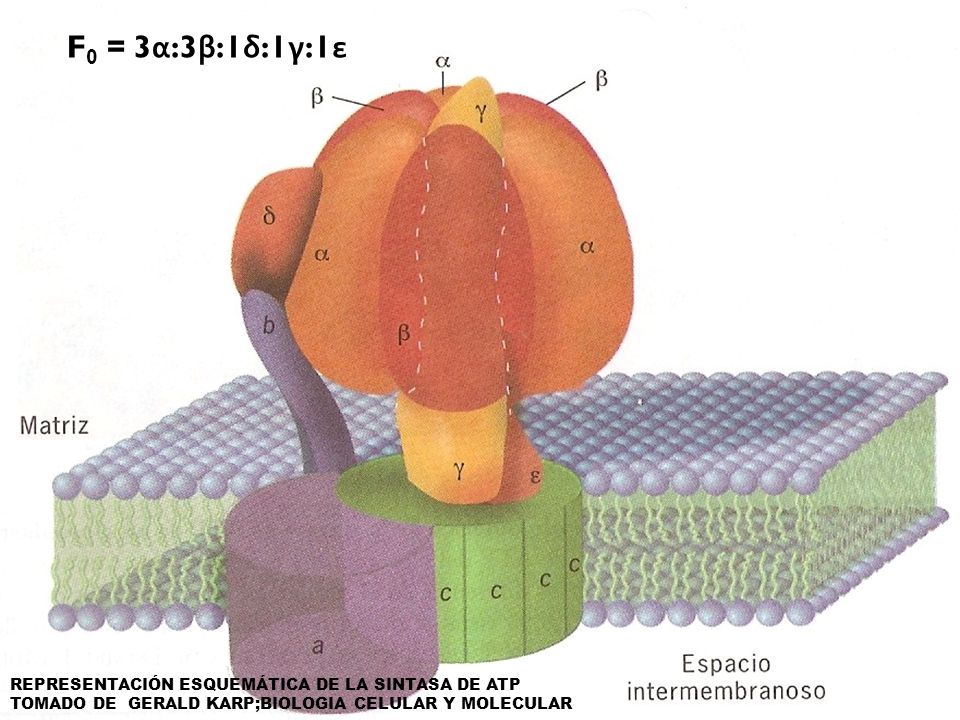 F0 = 3α:3β:1δ:1γ:1ε REPRESENTACIÓN ESQUEMÁTICA DE LA SINTASA DE ATP