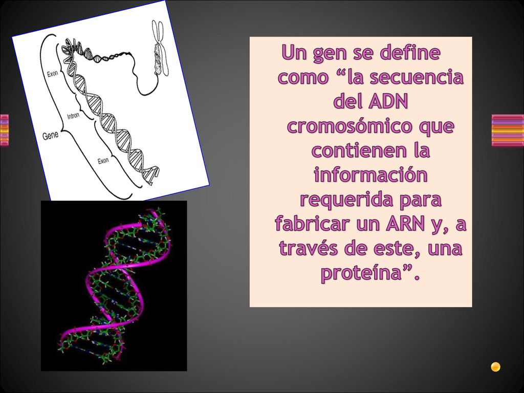 Un gen se define como la secuencia del ADN cromosómico que contienen la información requerida para fabricar un ARN y, a través de este, una proteína .