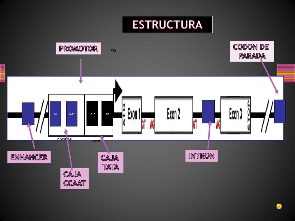 ESTRUCTURA CODON DE PROMOTOR PARADA INTRON ENHANCER CAJA TATA CAJA