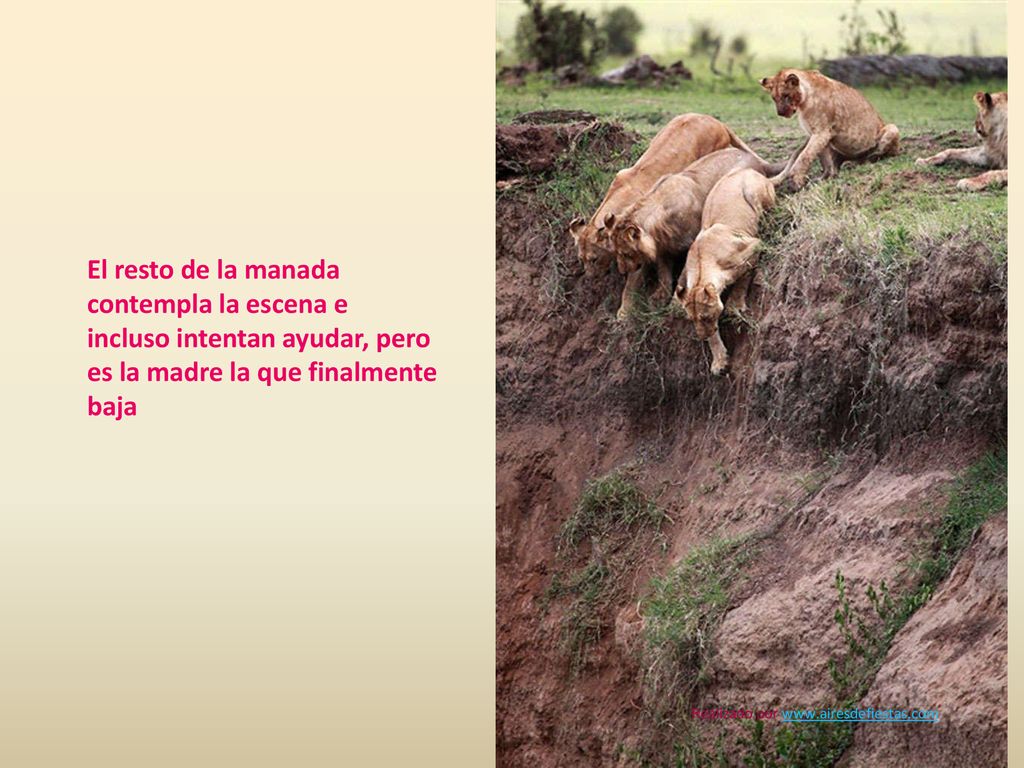 El resto de la manada contempla la escena e incluso intentan ayudar, pero es la madre la que finalmente baja