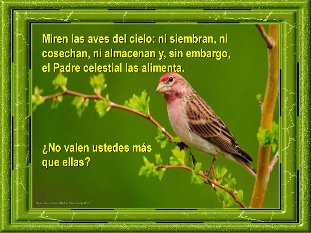 Miren las aves del cielo: ni siembran, ni cosechan, ni almacenan y, sin embargo,