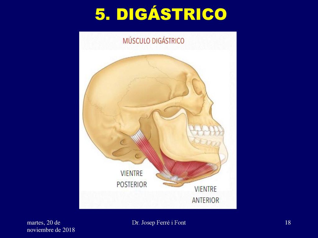 5. DIGÁSTRICO martes, 20 de noviembre de 2018martes, 20 de noviembre de 2018 Dr. Josep Ferré i Font