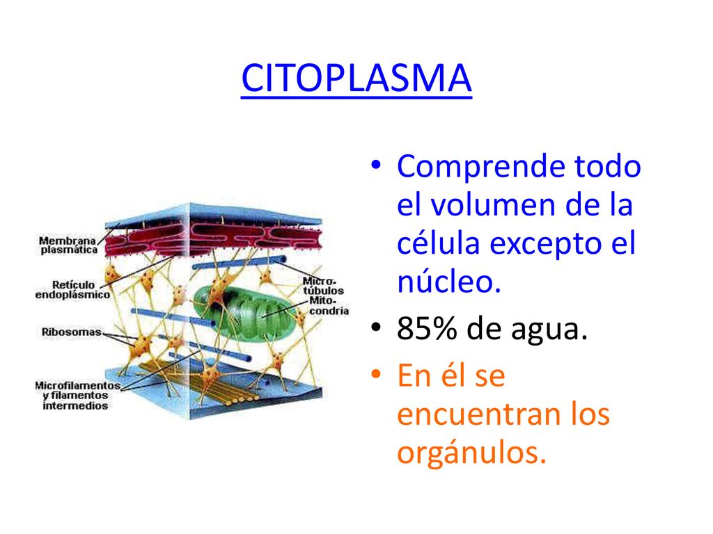 CITOPLASMA Comprende todo el volumen de la célula excepto el núcleo.