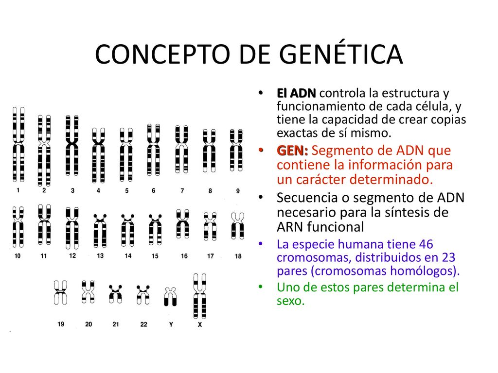 CONCEPTO DE GENÉTICA El ADN controla la estructura y funcionamiento de cada célula, y tiene la capacidad de crear copias exactas de sí mismo.