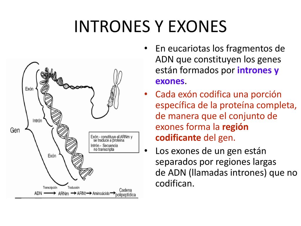 INTRONES Y EXONES En eucariotas los fragmentos de ADN que constituyen los genes están formados por intrones y exones.