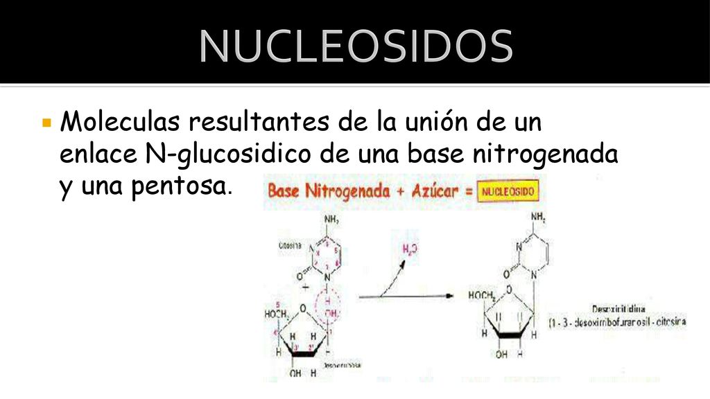 NUCLEOSIDOS Moleculas resultantes de la unión de un enlace N-glucosidico de una base nitrogenada y una pentosa.