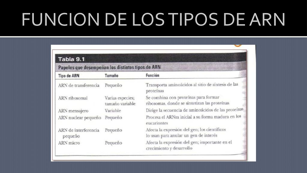 FUNCION DE LOS TIPOS DE ARN