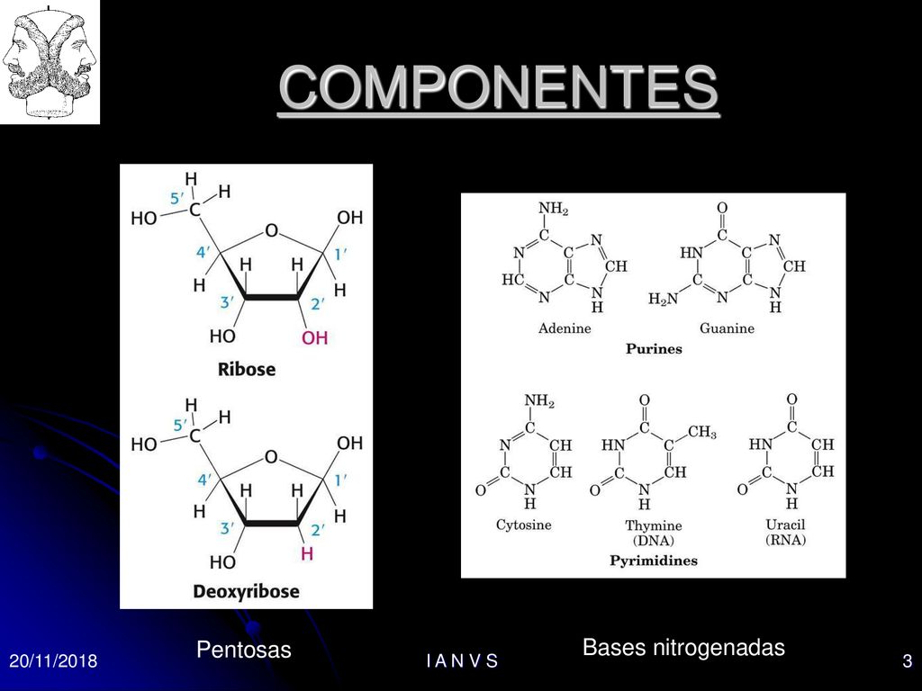 COMPONENTES Pentosas Bases nitrogenadas 20/11/2018 I A N V S