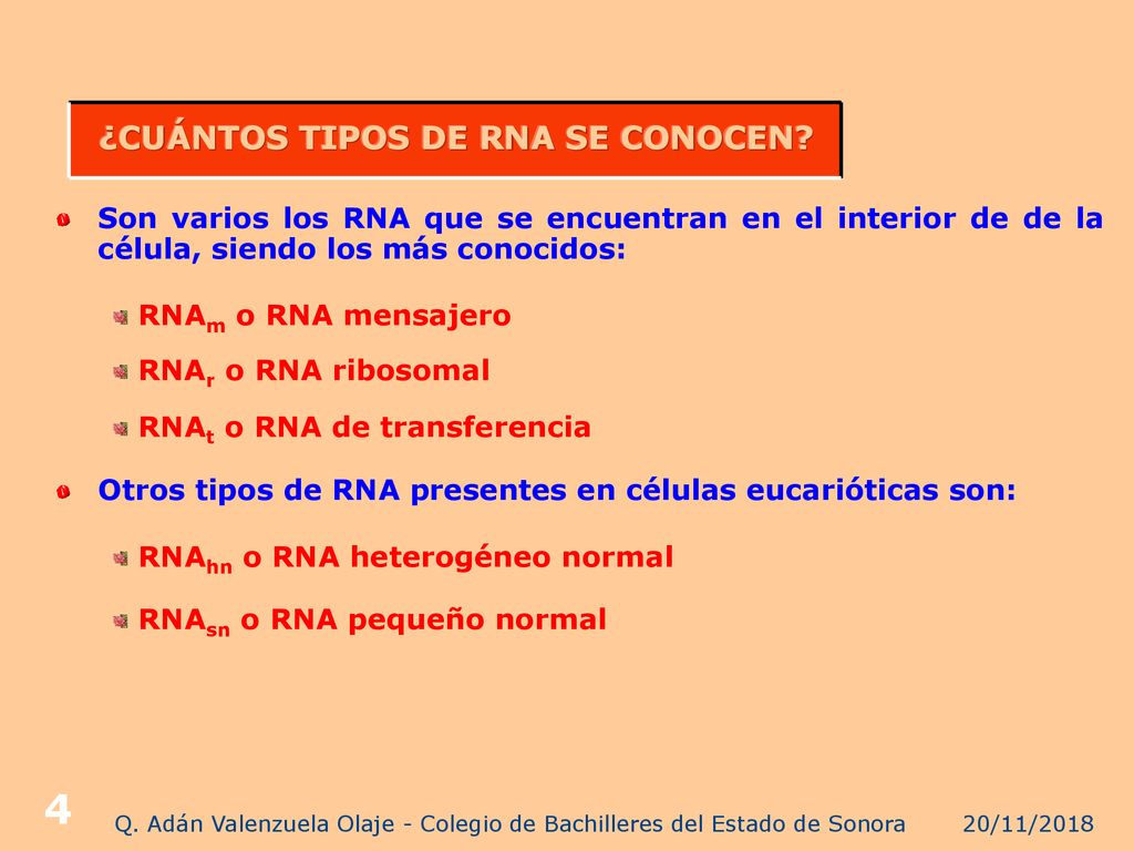 ¿CUÁNTOS TIPOS DE RNA SE CONOCEN