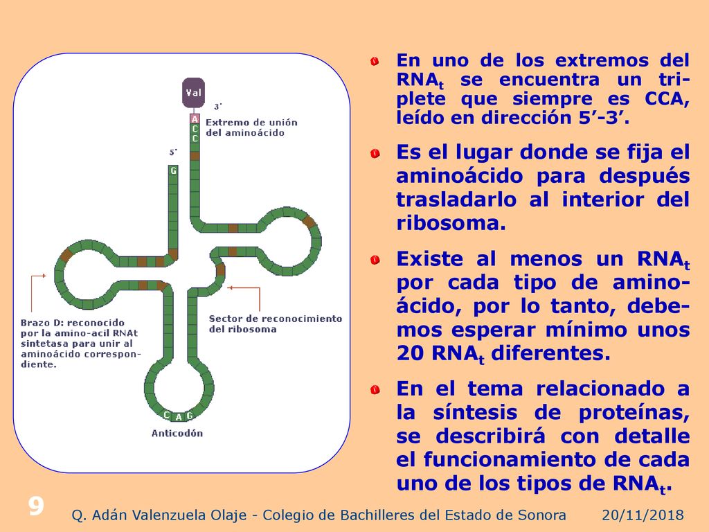 Q. Adán Valenzuela Olaje - Colegio de Bachilleres del Estado de Sonora