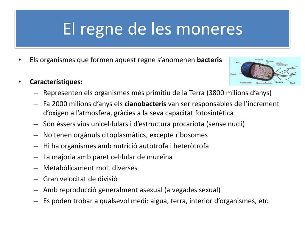 El regne de les moneres Els organismes que formen aquest regne s’anomenen bacteris. Característiques: