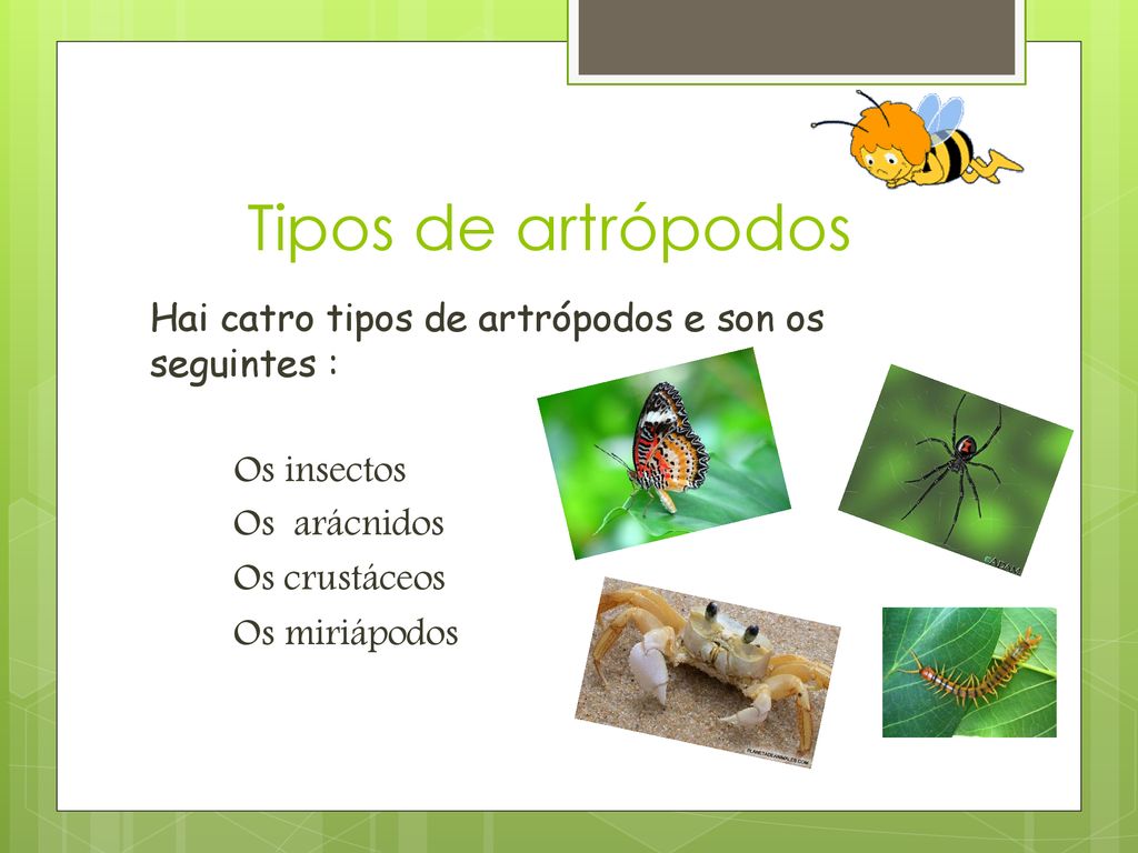 Tipos de artrópodos Hai catro tipos de artrópodos e son os seguintes : Os insectos Os arácnidos Os crustáceos Os miriápodos