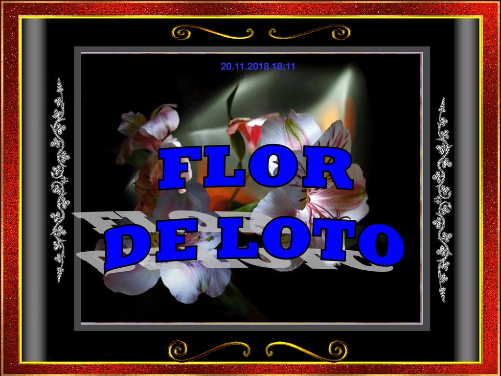 :11 FLOR DE LOTO