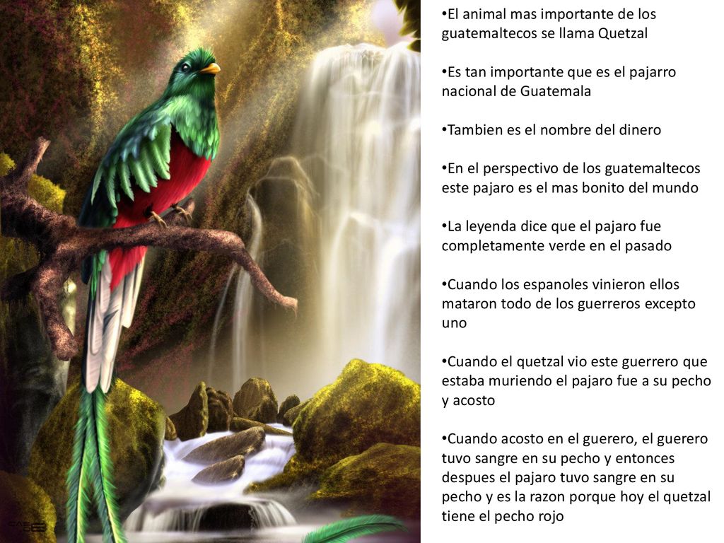 El animal mas importante de los guatemaltecos se llama Quetzal
