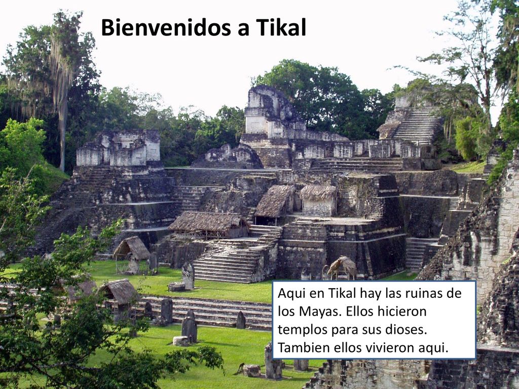 Bienvenidos a Tikal Aqui en Tikal hay las ruinas de los Mayas.