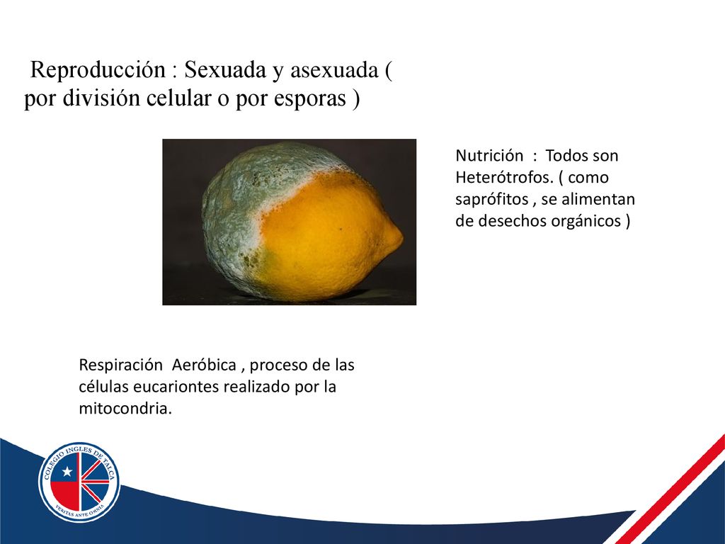 Reproducción : Sexuada y asexuada ( por división celular o por esporas )