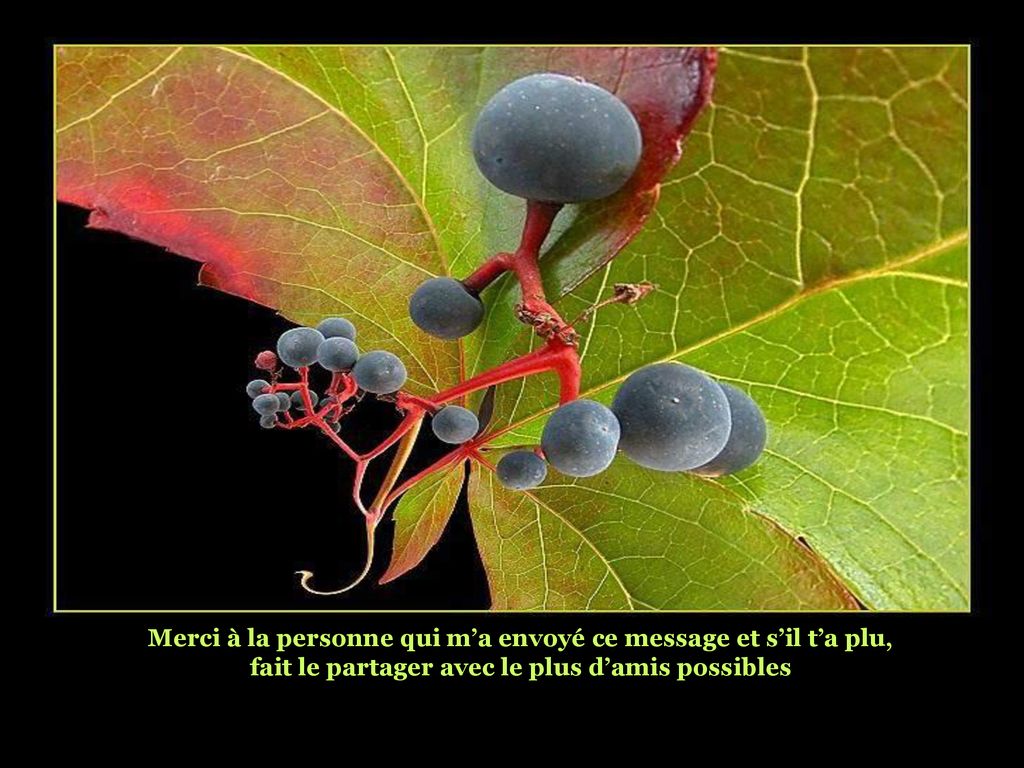 Merci à la personne qui m’a envoyé ce message et s’il t’a plu,