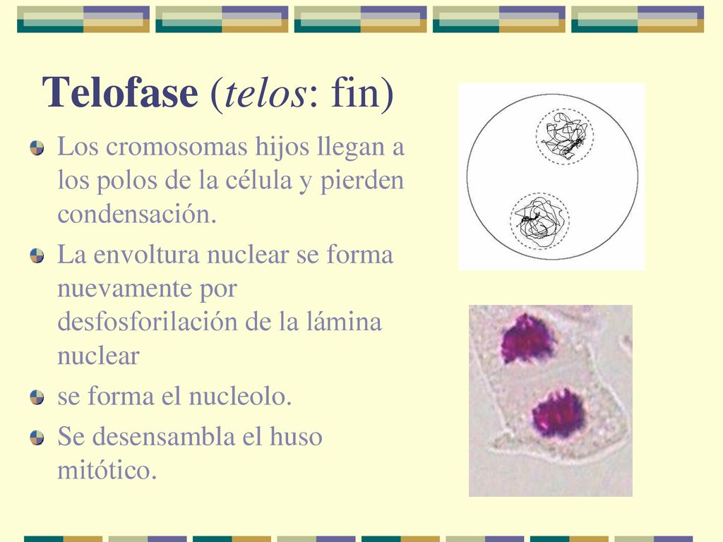 Telofase (telos: fin) Los cromosomas hijos llegan a los polos de la célula y pierden condensación.