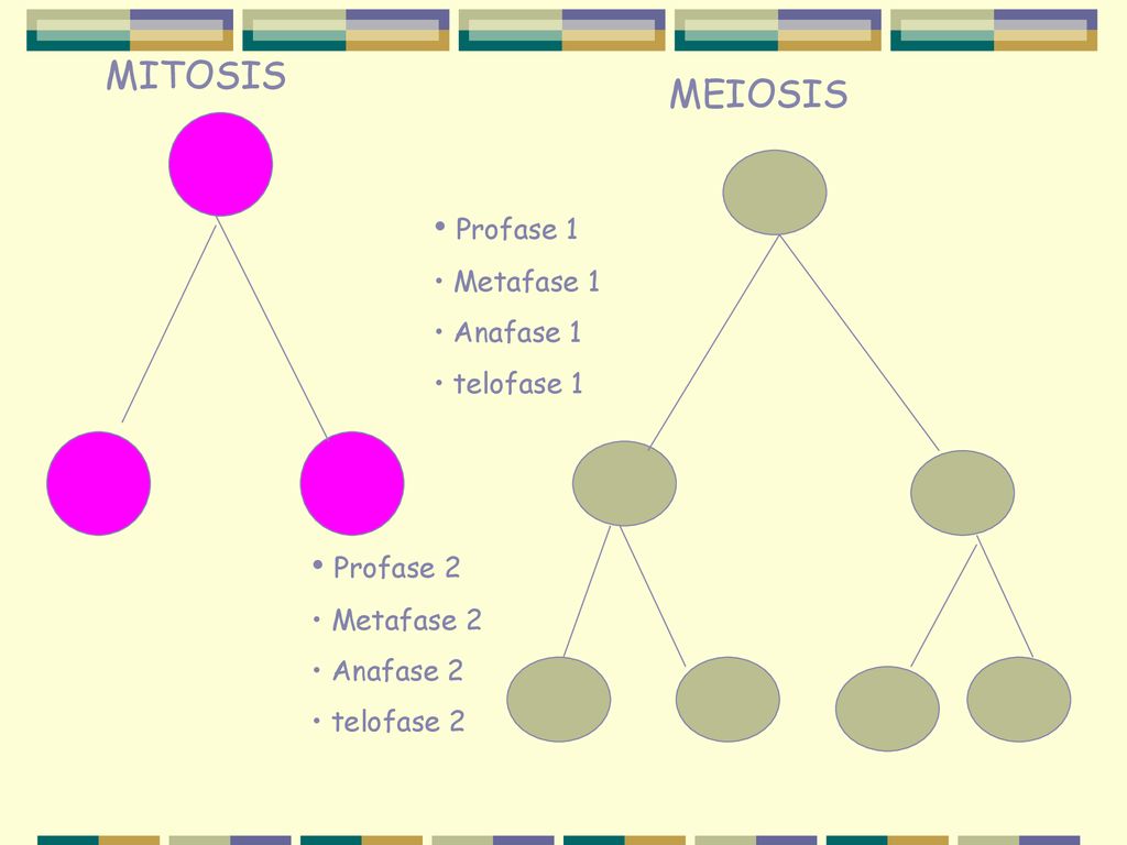MITOSIS MEIOSIS Profase 1 Profase 2 Metafase 1 Anafase 1 telofase 1