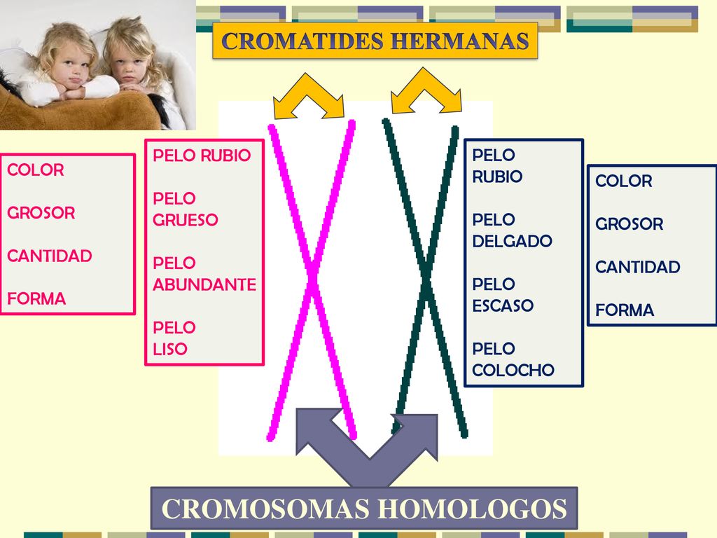 CROMOSOMAS HOMOLOGOS CROMATIDES HERMANAS PELO RUBIO PELO RUBIO COLOR