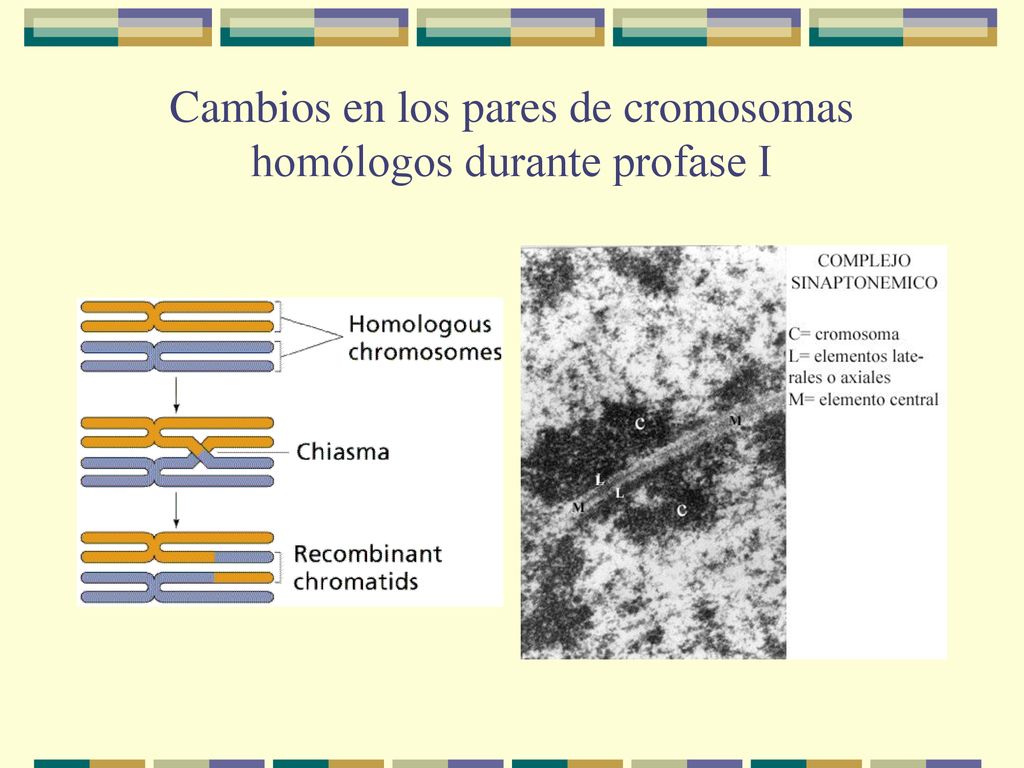 Cambios en los pares de cromosomas homólogos durante profase I