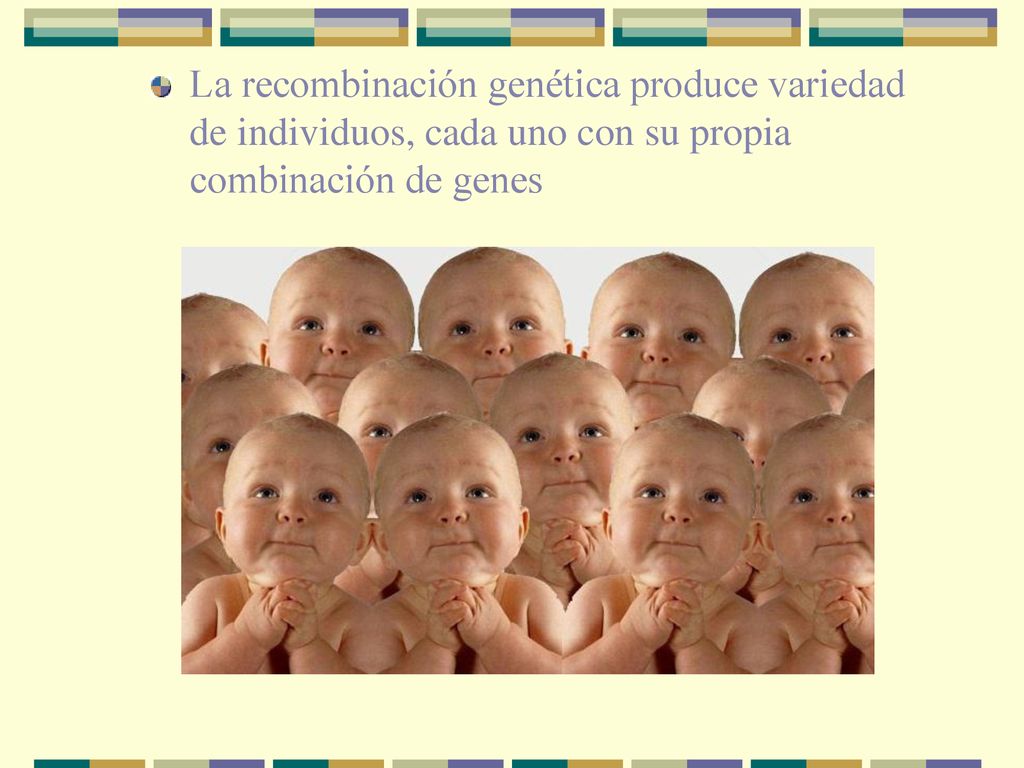 La recombinación genética produce variedad de individuos, cada uno con su propia combinación de genes