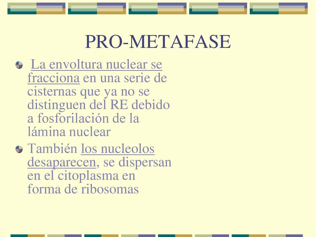 PRO-METAFASE La envoltura nuclear se fracciona en una serie de cisternas que ya no se distinguen del RE debido a fosforilación de la lámina nuclear.